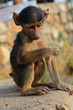 Baby-Affe