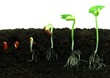 Sequence of bean seeds germination in soil