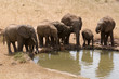 Elefanten am Wasserloch in Afrika