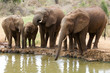 Elefanten am Wasserloch in Afrika