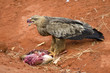 Raubvogel mit Beute in Kenia Afrika