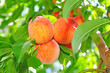 peaches