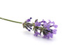 Branche de lavande Branche de lavande