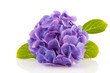 blue Hydrangea blue Hydrangea