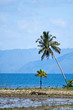 Foto: Lake Toba landscape with palms, Indonesia Lake Toba landscape with palms, Indonesia
