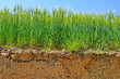 vue en coupe de champ de blé