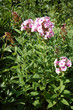 Phlox