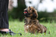 jeune lhassa apso au pied de sa maîtresse jeune lhassa apso au pied de sa maîtresse