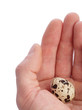 Quail egg in hand