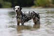 dalmatien immobile dans l'étang dalmatien immobile dans l'étang