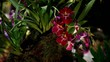 Orchids at an exhibition #2 Orchids at an exhibition #2