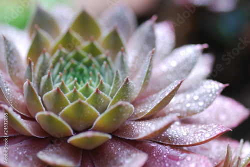 Foto: Alpinum (sempervivum) Alpinum (sempervivum)