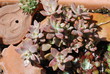 Alpinum (sempervivum)