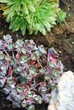 Alpinum (sempervivum)