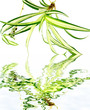 phalangère, chlorophytum, plante araignée, fond blanc