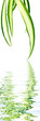 feuillage de phalangère, plante araignée, fond blanc