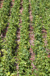 Weinberge in Saarburg