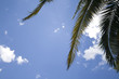 palma contro il cielo azzurro