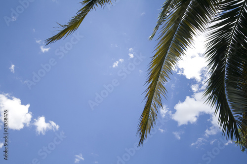 Foto: palma contro il cielo azzurro palma contro il cielo azzurro