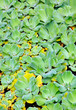 Pistia  (Water cabbage) -  detail