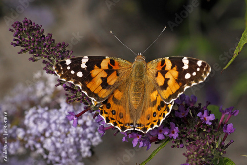 Foto: Distelfalter (Vanessa cardui) auf Buddleja davidii Distelfalter (Vanessa cardui) auf Buddleja davidii