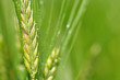 Gerste - Wassertropfen