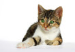 Foto: cat with green eyes cat with green eyes