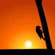 Woodpecker Silhouette At Sunset