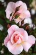 Zart rosa Edelrosen mit Knospen - Hochformat Zart rosa Edelrosen mit Knospen - Hochformat