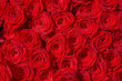 Foto: Rote Rosen, Symbol für Liebe, Rosenstrauß Rote Rosen, Symbol für Liebe, Rosenstrauß