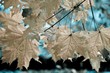 nice autumn colors of mapple leafs(toned) nice autumn colors of mapple leafs(toned)