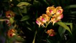 Orchids at an exhibition #3 Orchids at an exhibition #3