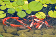 koi