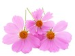 Three Daisies on white. Insulation.