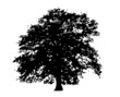 oak tree