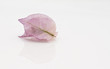 foglie rosa