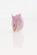 Foto: foglie rosa su sfondo bianco foglie rosa su sfondo bianco