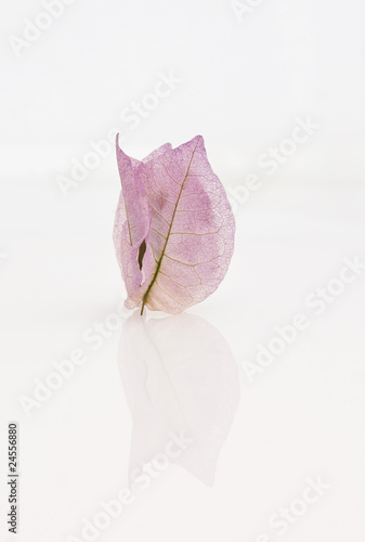 Foto: foglie rosa su sfondo bianco foglie rosa su sfondo bianco