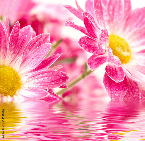 Closeup of two pink daisy-gerbera with waterdrops