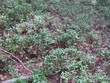 Wildheidelbeeren