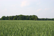 Getreidefeld