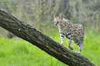Serval montant un tronc d'arbre