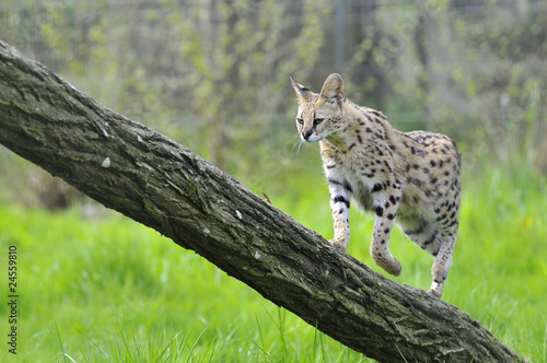 Serval montant un tronc d'arbre Serval montant un tronc d'arbre