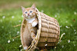 aufmeksames Katzenkind im Körbchen