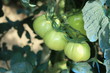 pianta di pomodori ancora verdi