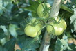 pianta di pomodori ancora verdi