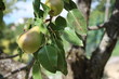 pianta di pere
