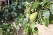 pianta di pere