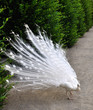 White peacock