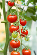 growth tomatoes
